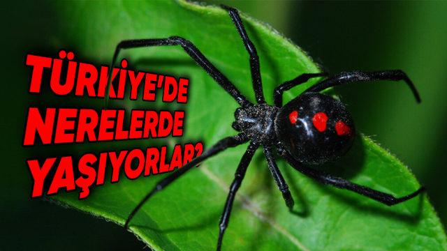 Korkmadan Önce Bilmelisiniz: Bir Örümceğin Tehlikeli Olup Olmadığını Nasıl Anlarsınız?