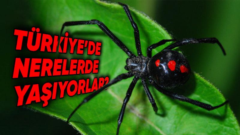 Korkmadan Önce Bilmelisiniz: Bir Örümceğin Tehlikeli Olup Olmadığını Nasıl Anlarsınız?