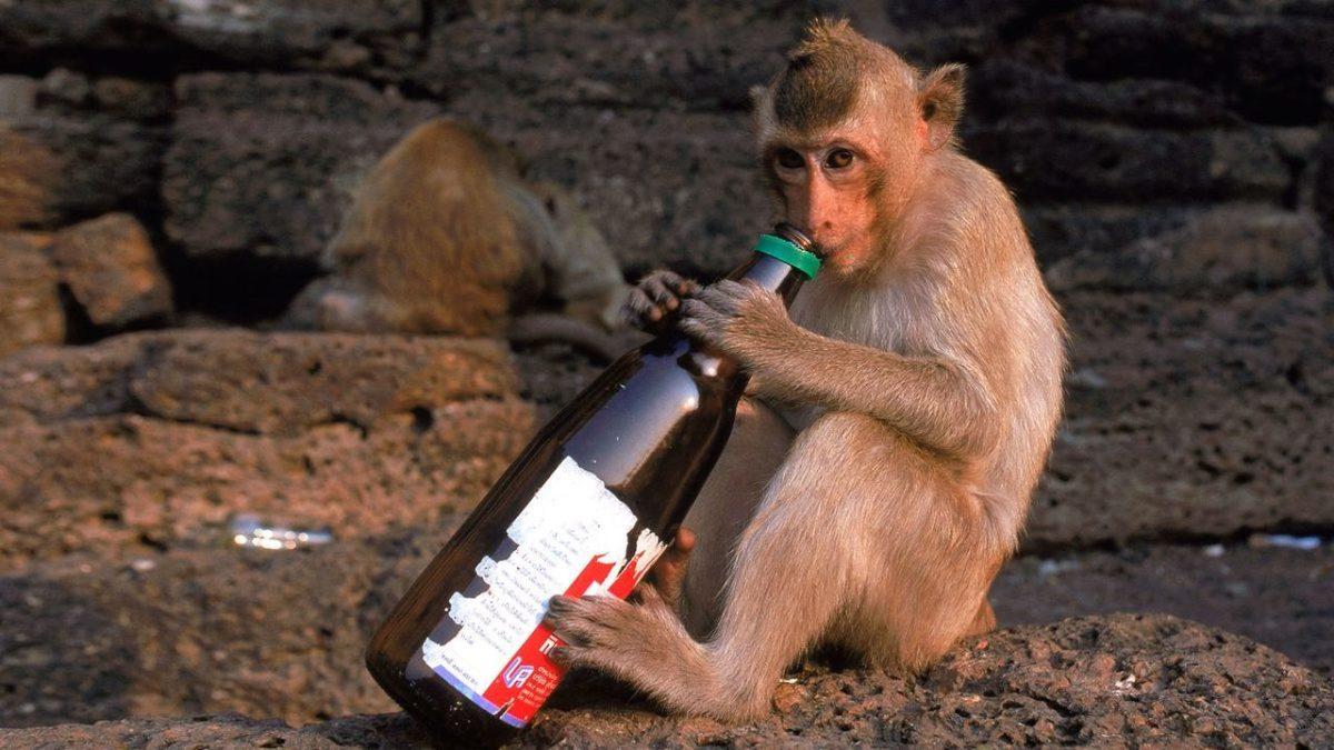 Hayvanların Alkol Tüketimi Alışkanlıkları Hakkında Yapılan Bir Araştırmada Şaşırtıcı Sonuçlar Ortaya Çıktı