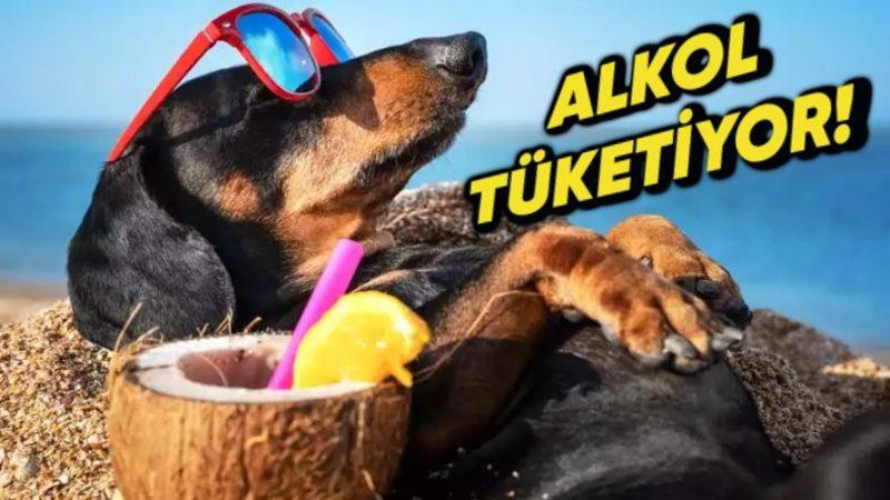 Hayvanların Alkol Tüketimi Alışkanlıkları Hakkında Yapılan Bir Araştırmada Şaşırtıcı Sonuçlar Ortaya Çıktı