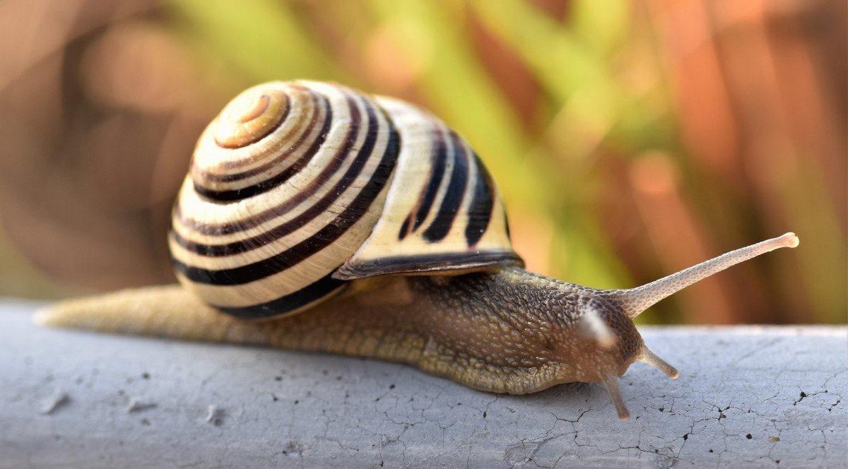 Salyangozlar Neden Bu Kadar Çok Yavaş Hareket Ediyor? Doğada Dezavantaj Yaratmıyor mu?