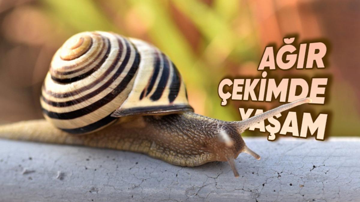 Salyangozlar Neden Bu Kadar Çok Yavaş Hareket Ediyor? Doğada Dezavantaj Yaratmıyor mu?