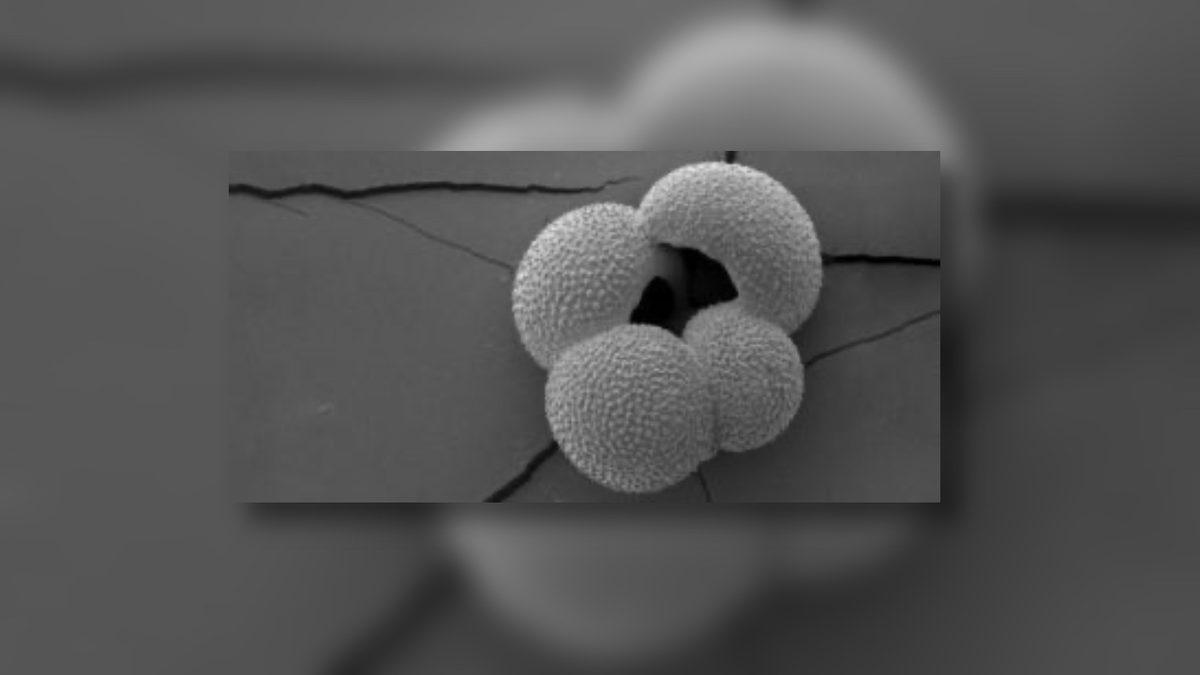 Termometre Olmamasına Rağmen Binlerce Yıl Önceki Sıcaklıklar Nasıl Tahmin Edilebiliyor?