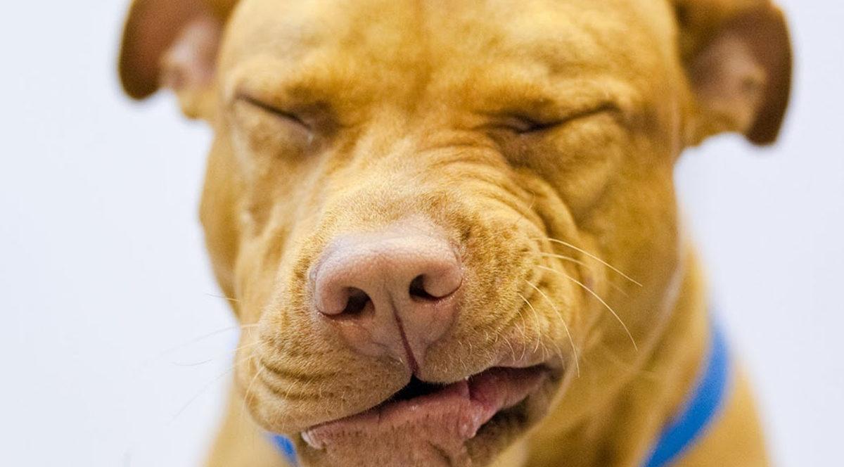 Kedi ve Köpeklerin İnsanlara Karşı Alerjisi Olabilir mi? Belki de Hapşırmasının Sebebi Sizsinizdir!