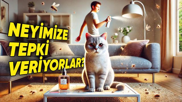 Kedi ve Köpeklerin İnsanlara Karşı Alerjisi Olabilir mi? Belki de Hapşırmasının Sebebi Sizsinizdir!