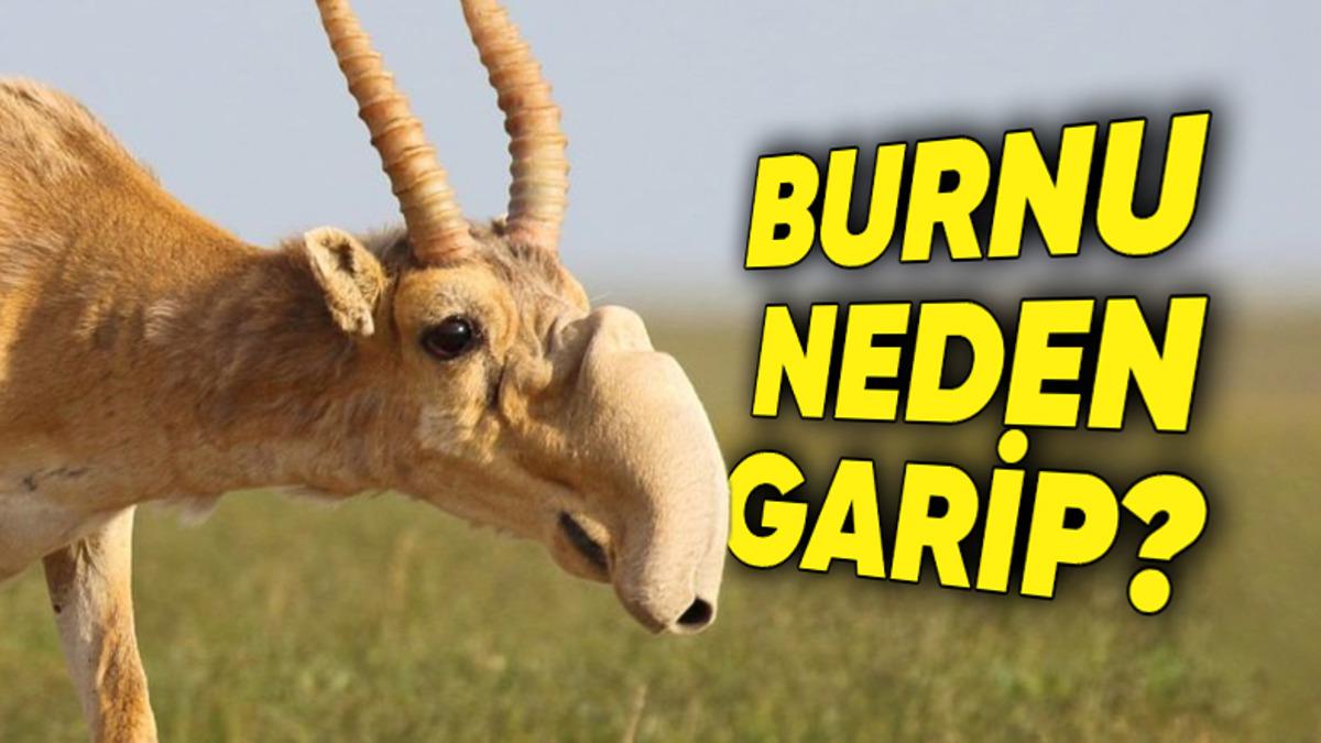 Okurken Biraz Üzüleceksiniz: Doğanın En Garip Hayvanlarından Biri ’Saiga Antiloplarının’ Neden Bile Bile Neslini Tüketiyorlar?