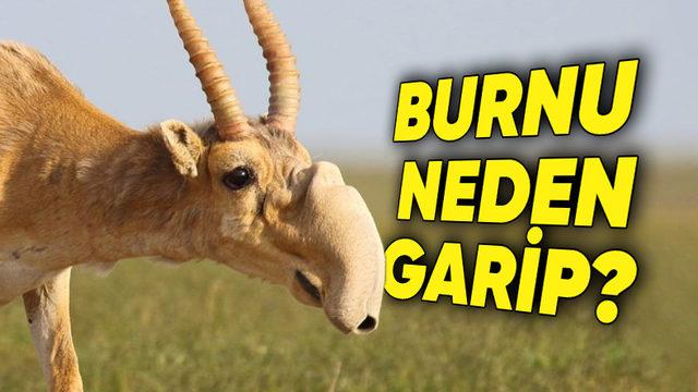 Okurken Biraz Üzüleceksiniz: Doğanın En Garip Hayvanlarından Biri ’Saiga Antiloplarının’ Neden Bile Bile Neslini Tüketiyorlar?