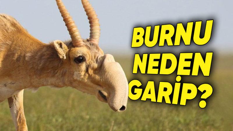 Okurken Biraz Üzüleceksiniz: Doğanın En Garip Hayvanlarından Biri ’Saiga Antiloplarının’ Neden Bile Bile Neslini Tüketiyorlar?