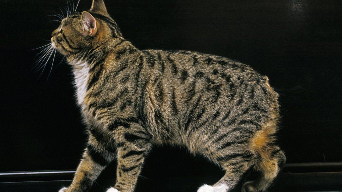 İnanması Güç Ama Gerçek: Manx Cinsi Kedilerin Kuyruğu Neden Yoktur?