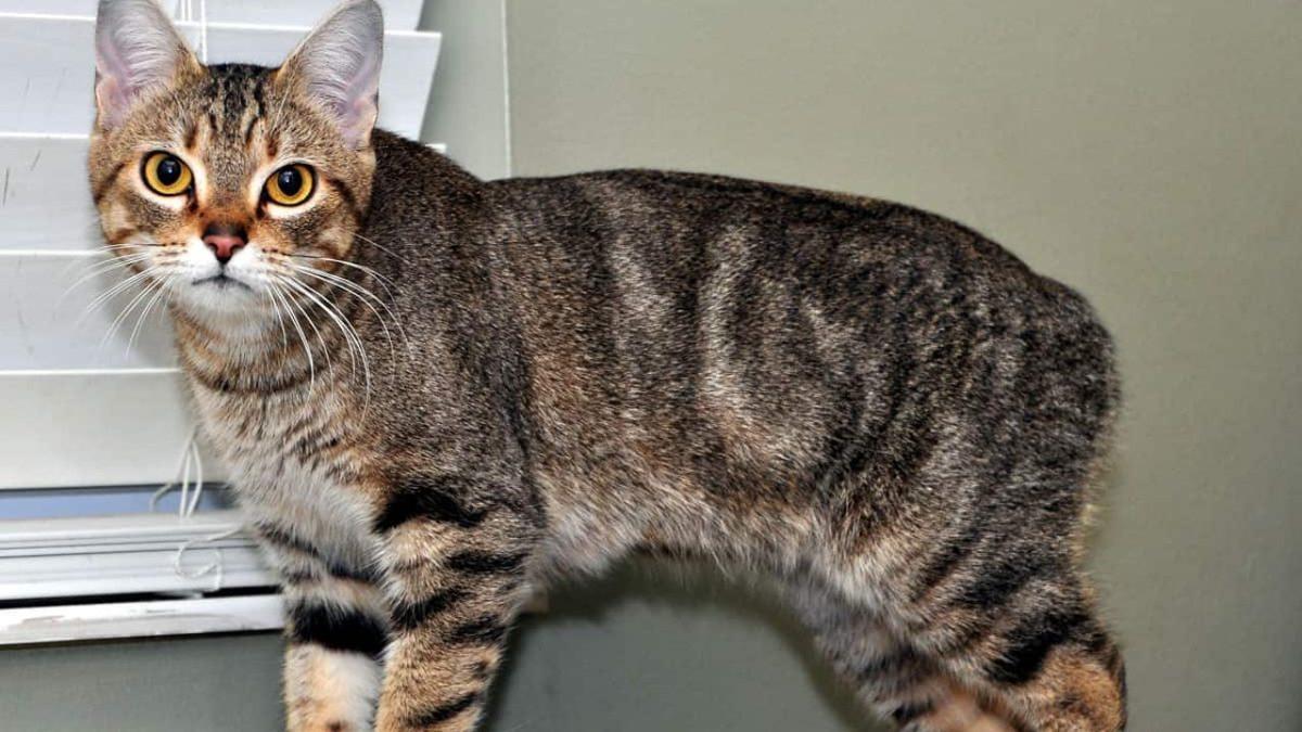 İnanması Güç Ama Gerçek: Manx Cinsi Kedilerin Kuyruğu Neden Yoktur?