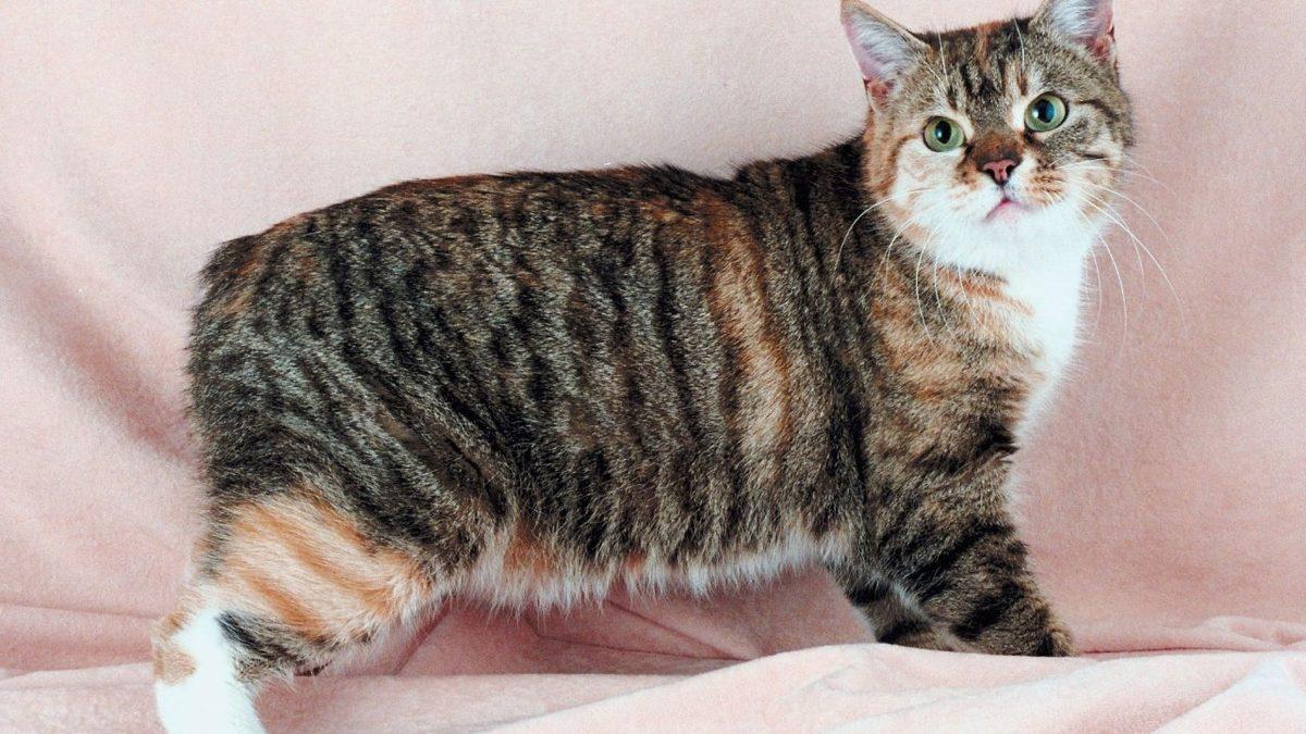 İnanması Güç Ama Gerçek: Manx Cinsi Kedilerin Kuyruğu Neden Yoktur?