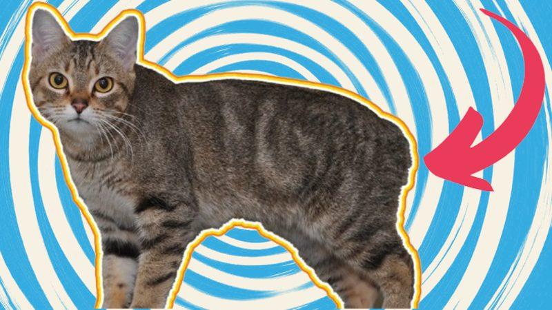 İnanması Güç Ama Gerçek: Manx Cinsi Kedilerin Kuyruğu Neden Yoktur?