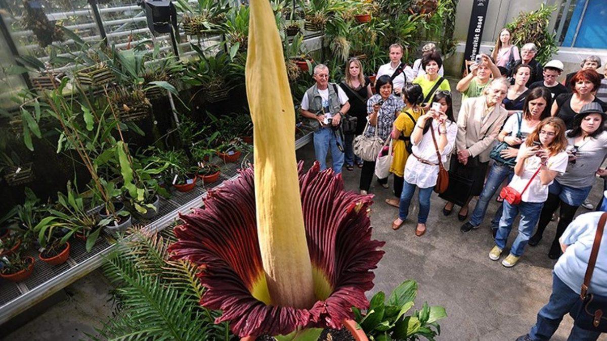 Bazı İnsanların Kendilerine Bile İtiraf Edemese de Kötü Kokuları Koklamaktan Keyif Almalarının Tuhaf Sebebi