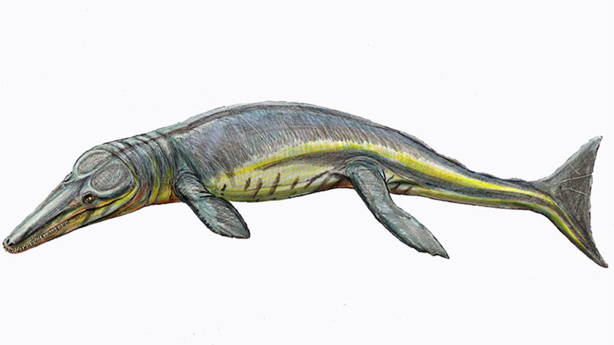 Timsahlar Suda Yaşamalarına Rağmen Neden Su Üstünde Dolaşıp Fazla Derine Dalamıyorlar?