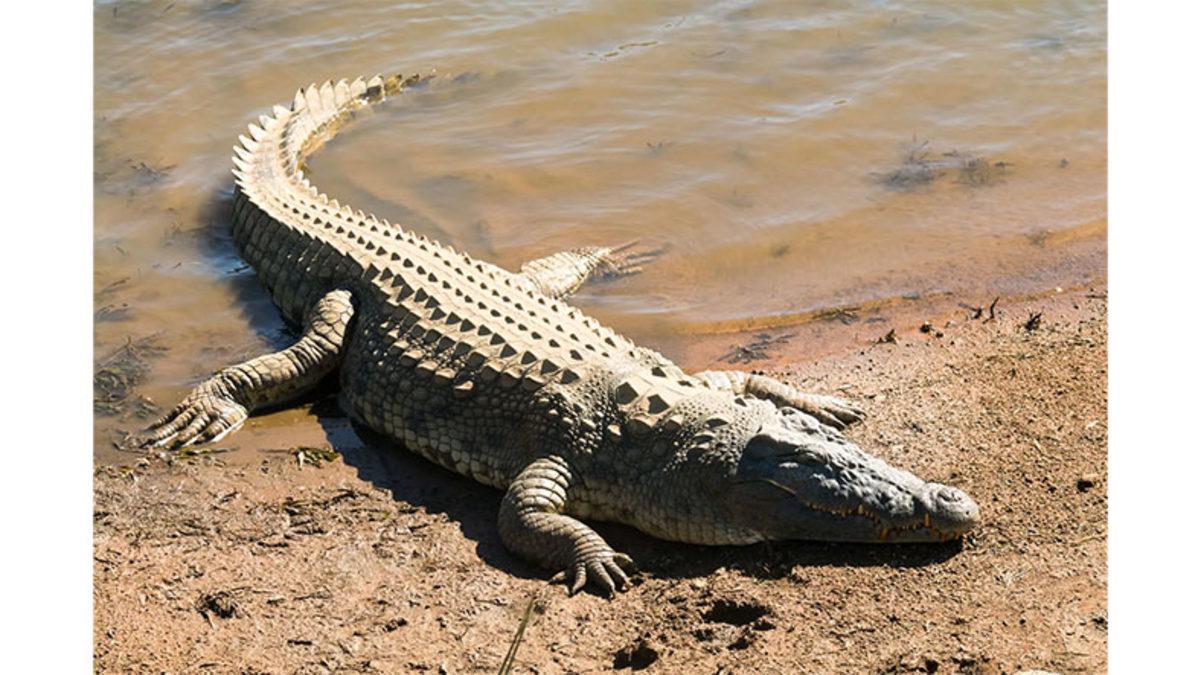 Timsahlar Suda Yaşamalarına Rağmen Neden Su Üstünde Dolaşıp Fazla Derine Dalamıyorlar?