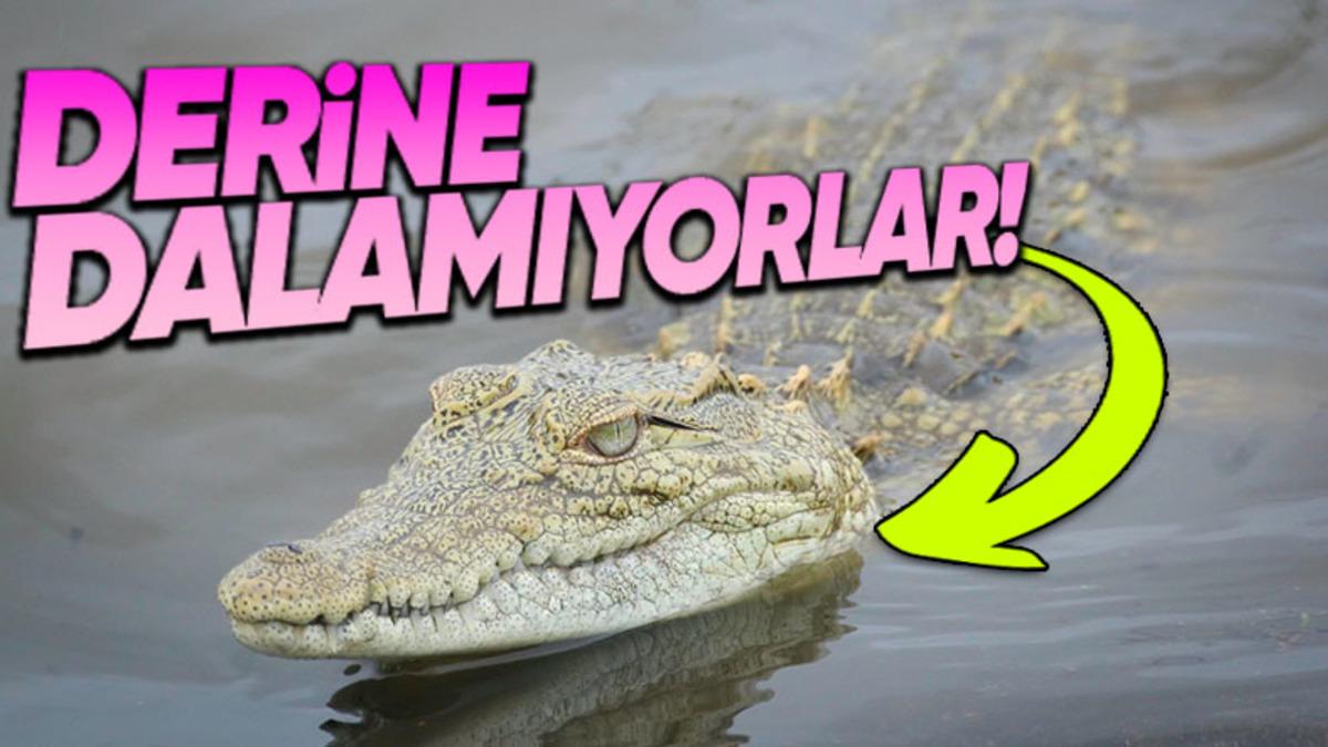 Timsahlar Suda Yaşamalarına Rağmen Neden Su Üstünde Dolaşıp Fazla Derine Dalamıyorlar?