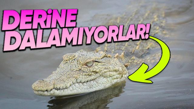 Timsahlar Suda Yaşamalarına Rağmen Neden Su Üstünde Dolaşıp Fazla Derine Dalamıyorlar?