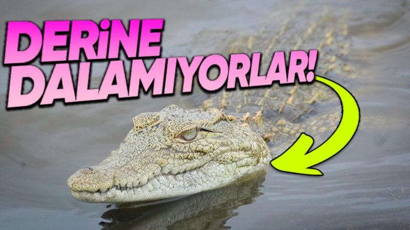 Timsahlar Suda Yaşamalarına Rağmen Neden Su Üstünde Dolaşıp Fazla Derine Dalamıyorlar?