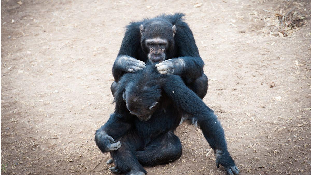 Bilimin Yeni İddiasına Göre Öpüşmenin Nereden Geldiğini Öğrenmeye Hazır mısınız? Romantizmden Çok Uzak, Hatta İğrenç!