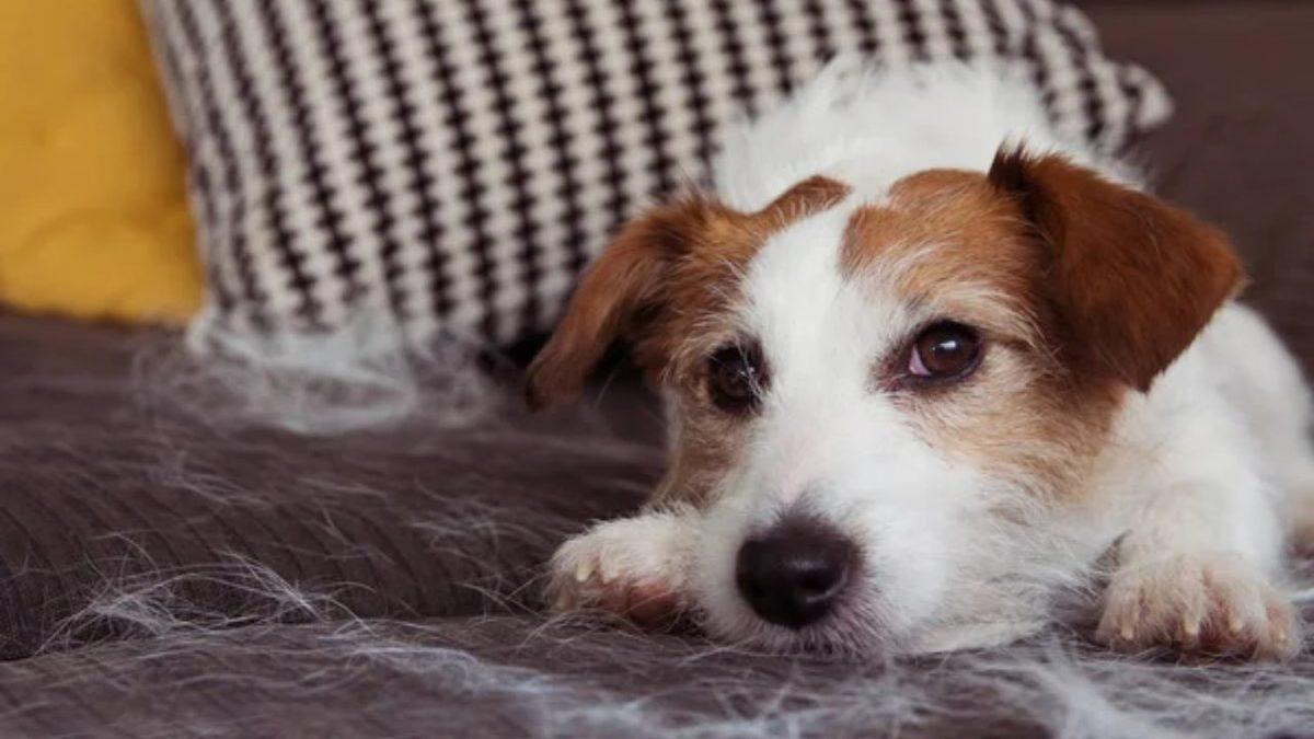 Kediler ve Köpekler Bazı Zamanlar Neden Oluk Oluk Tüy Döker? (Bunu Okurken Üstümüz Bembeyaz Oldu Bile!)