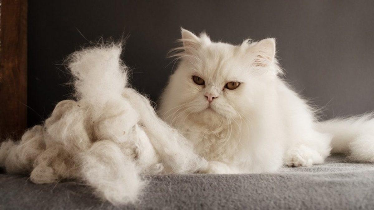 Kediler ve Köpekler Bazı Zamanlar Neden Oluk Oluk Tüy Döker? (Bunu Okurken Üstümüz Bembeyaz Oldu Bile!)