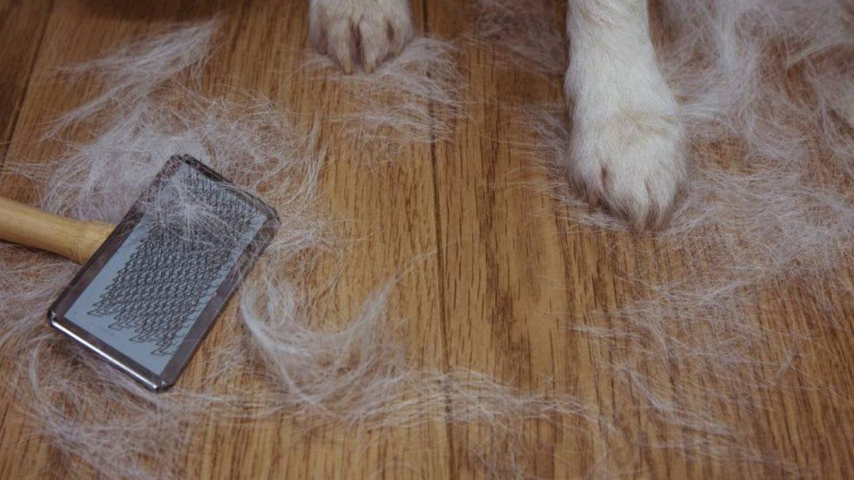 Kediler ve Köpekler Bazı Zamanlar Neden Oluk Oluk Tüy Döker? (Bunu Okurken Üstümüz Bembeyaz Oldu Bile!)