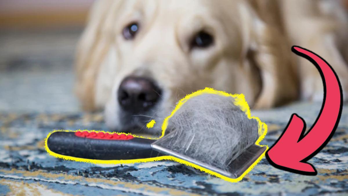 Kediler ve Köpekler Bazı Zamanlar Neden Oluk Oluk Tüy Döker? (Bunu Okurken Üstümüz Bembeyaz Oldu Bile!)