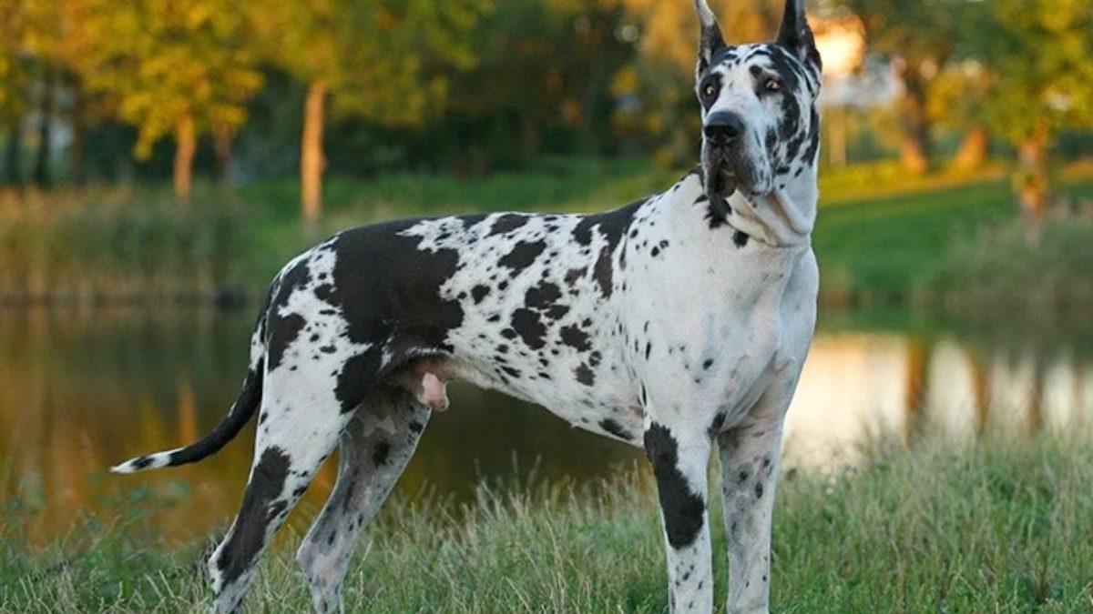 Küçük Köpekler Büyük Köpeklere Kıyasla Neden Daha Uzun Yaşar? Tahmin Etmesi Güç Sebepleri Var!