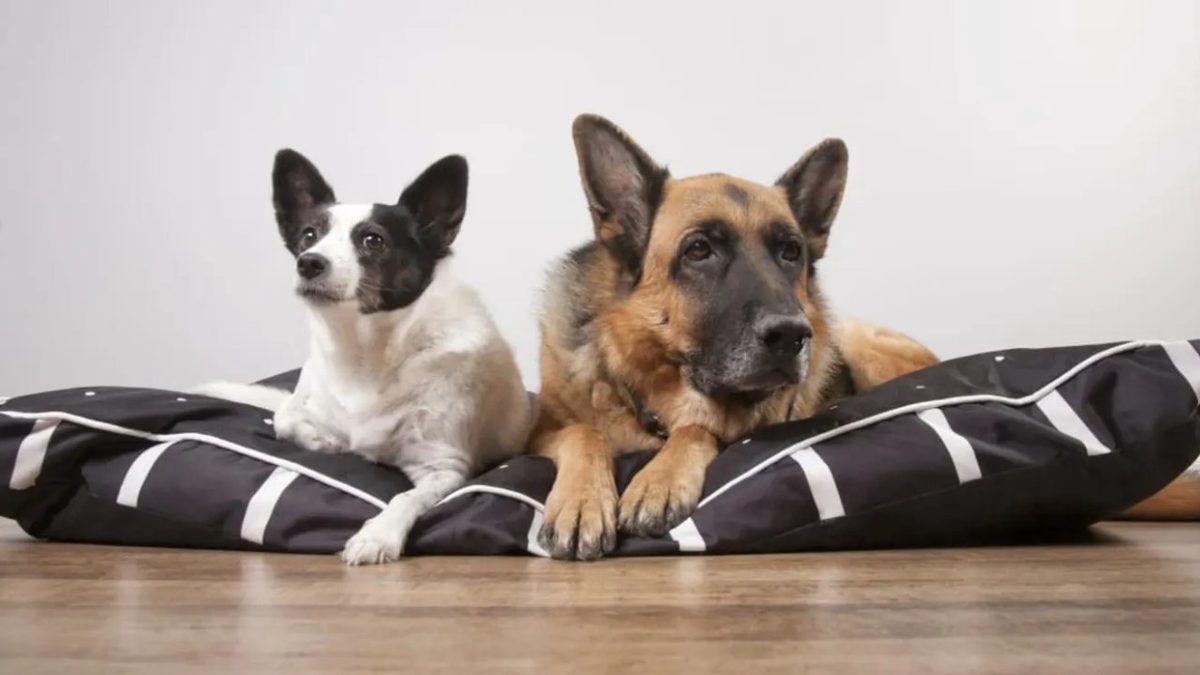 Küçük Köpekler Büyük Köpeklere Kıyasla Neden Daha Uzun Yaşar? Tahmin Etmesi Güç Sebepleri Var!