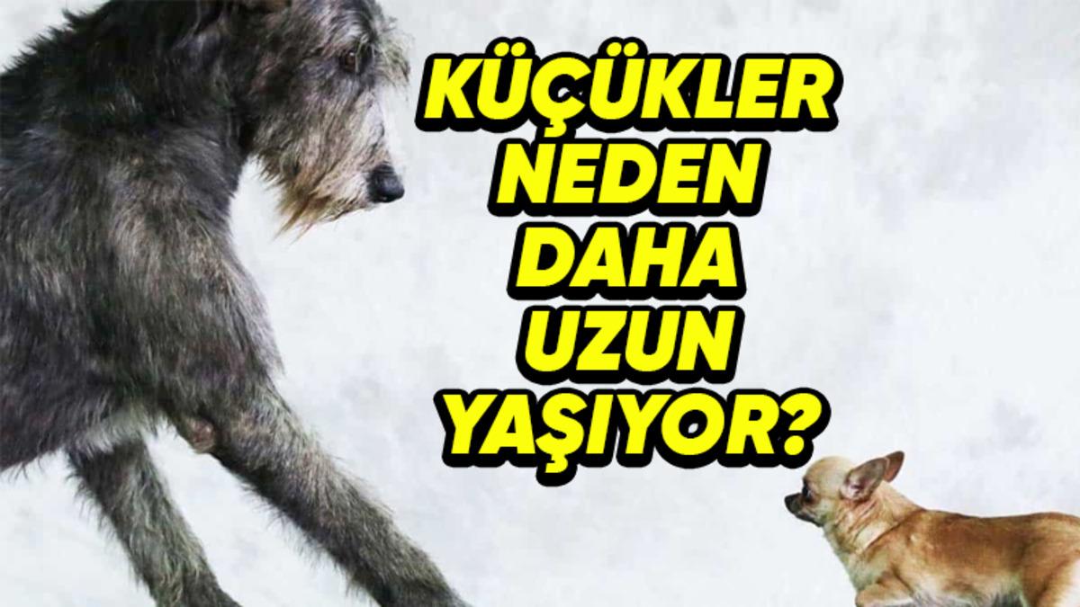 Küçük Köpekler Büyük Köpeklere Kıyasla Neden Daha Uzun Yaşar? Tahmin Etmesi Güç Sebepleri Var!