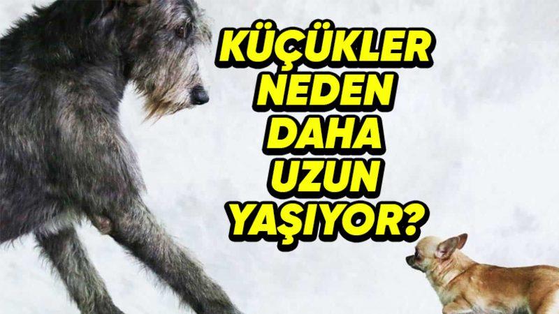 Küçük Köpekler Büyük Köpeklere Kıyasla Neden Daha Uzun Yaşar? Tahmin Etmesi Güç Sebepleri Var!