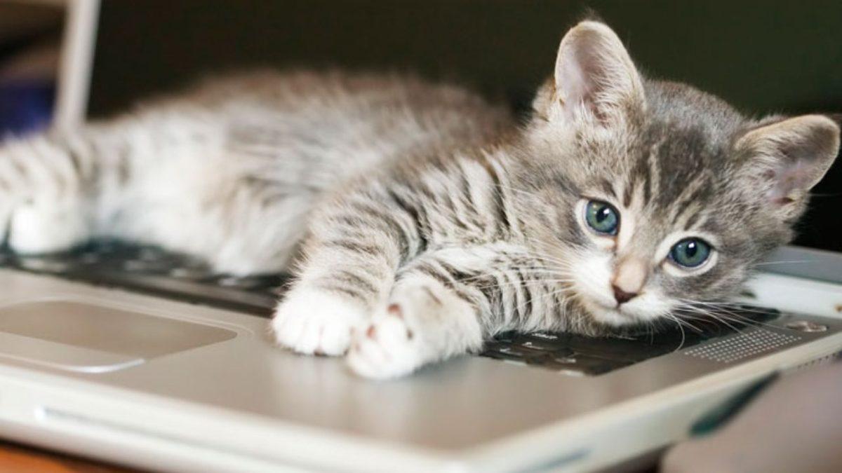 Kediler, Dizüstü Bilgisayarların Üzerinde Oturmayı Neden Bu Kadar Çok Seviyor? (Tek Sebebi Sıcak Olması Değil!)