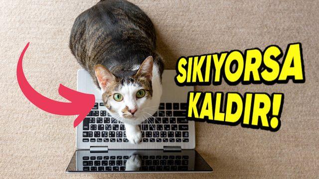Kediler, Dizüstü Bilgisayarların Üzerinde Oturmayı Neden Bu Kadar Çok Seviyor? (Tek Sebebi Sıcak Olması Değil!)