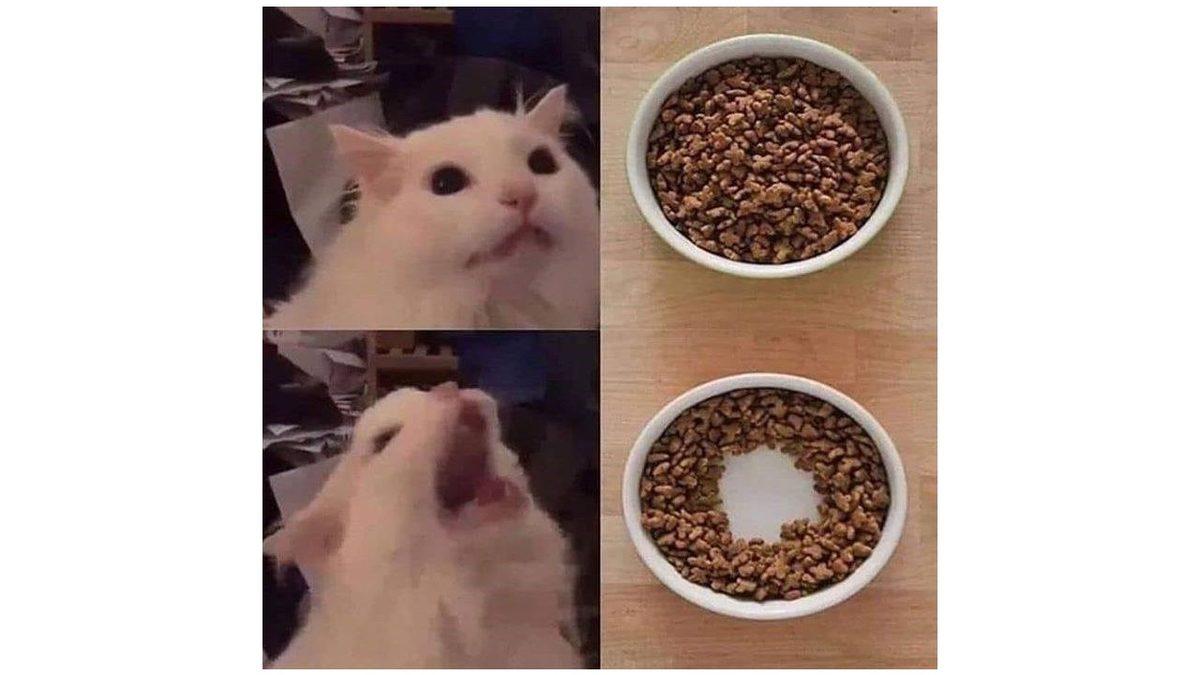 Kediler Neden Kabın Ortası Boşalınca Hiç Mama Kalmamış Gibi Yemeyi Bırakıyor? Almanız Gereken Önemli Bir Mesaj Var!