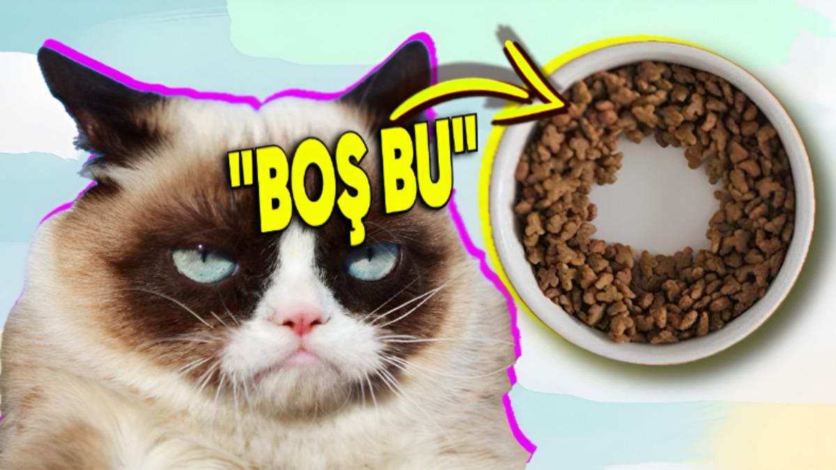 Kediler Neden Kabın Ortası Boşalınca Hiç Mama Kalmamış Gibi Yemeyi Bırakıyor? Almanız Gereken Önemli Bir Mesaj Var!