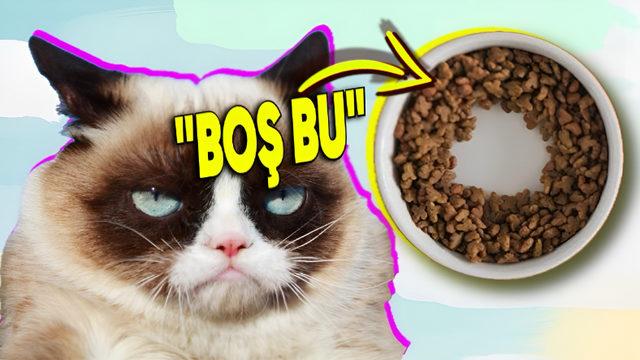 Kediler Neden Kabın Ortası Boşalınca Hiç Mama Kalmamış Gibi Yemeyi Bırakıyor? Almanız Gereken Önemli Bir Mesaj Var!