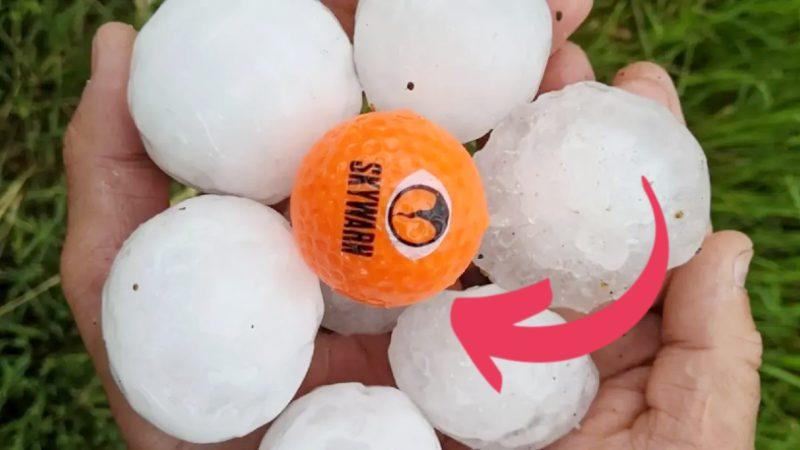 Büyüklükleri Golf Topuyla Yarışan Dolular, Bu Boyutlara Ulaşmayı Nasıl Başarıyor? (Cam Kırma Garantili!)