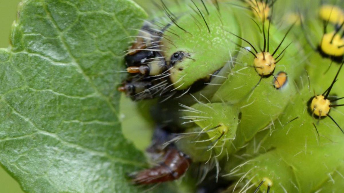 Yapılan Bir Araştırmada Zarar Gören Bitkilerin Çığlık Attığı Ortaya Çıktı (Nedenini Öğrenince Şaşıracaksınız) [VİDEO]