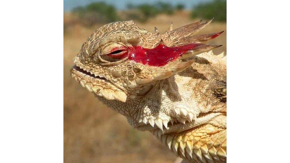 Bi’ de Bayıl İstersen: Boynuzlu Kertenkeleler Neden Gözlerinden Kan Fışkırtıyor?