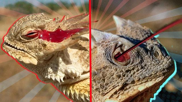 Bi’ de Bayıl İstersen: Boynuzlu Kertenkeleler Neden Gözlerinden Kan Fışkırtıyor?