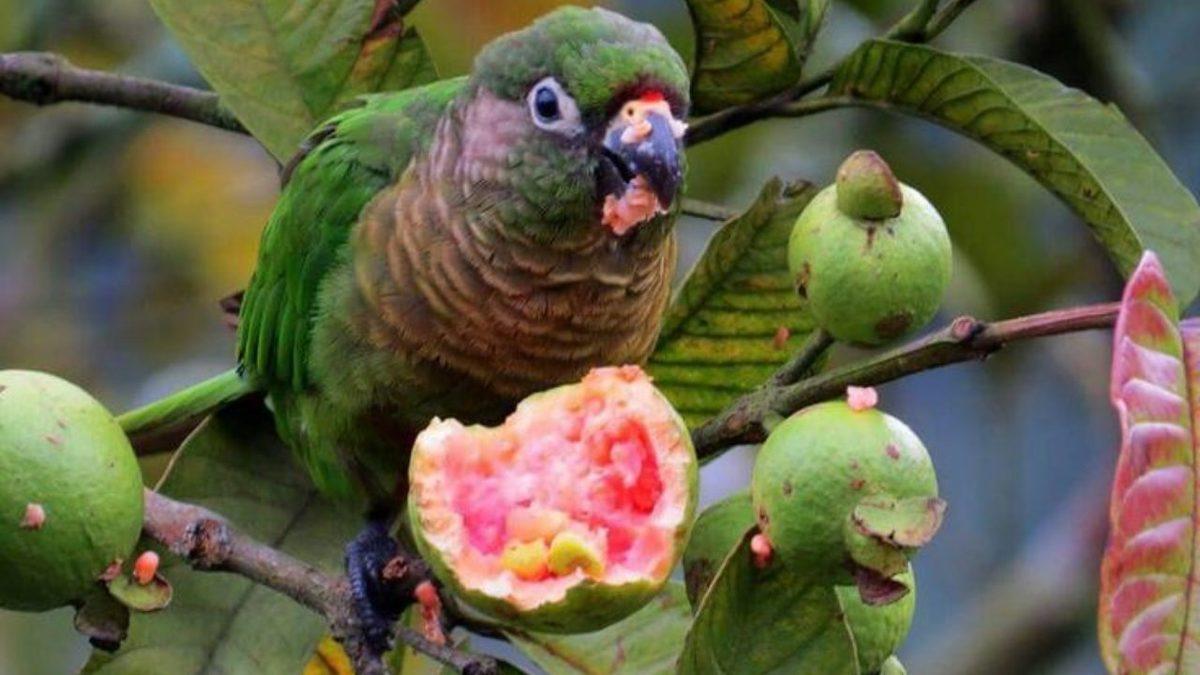 Meyve Yiyen Kuşlar Nasıl Oluyor da Tropikal Ormanların Yeniden Büyümesine Yardımcı Oluyor?