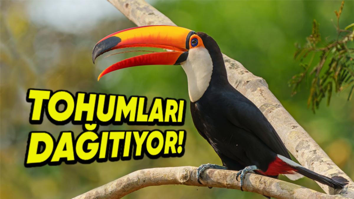 Meyve Yiyen Kuşlar Nasıl Oluyor da Tropikal Ormanların Yeniden Büyümesine Yardımcı Oluyor?