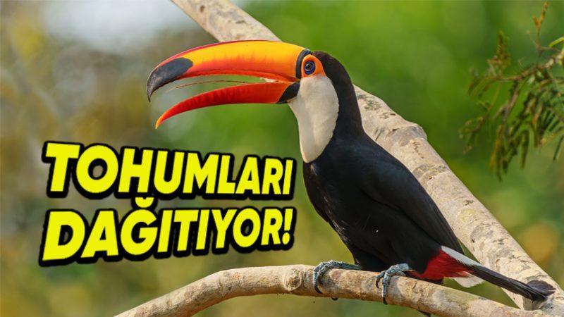 Meyve Yiyen Kuşlar Nasıl Oluyor da Tropikal Ormanların Yeniden Büyümesine Yardımcı Oluyor?