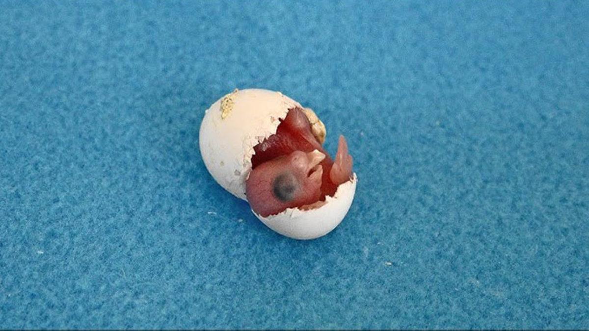 Tıpkı İnsanlarda Olduğu Gibi Hayvanlarda da Göbek Deliği Var mı? Varsa Neden Hiç Göremiyoruz?