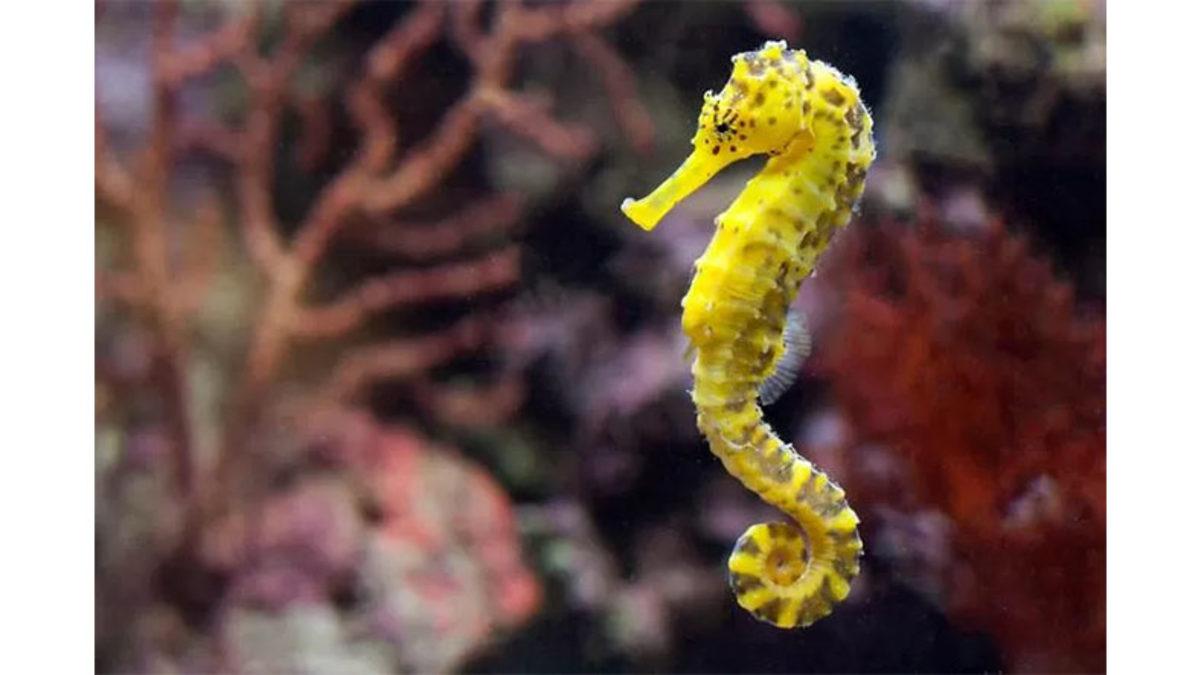 Tıpkı İnsanlarda Olduğu Gibi Hayvanlarda da Göbek Deliği Var mı? Varsa Neden Hiç Göremiyoruz?