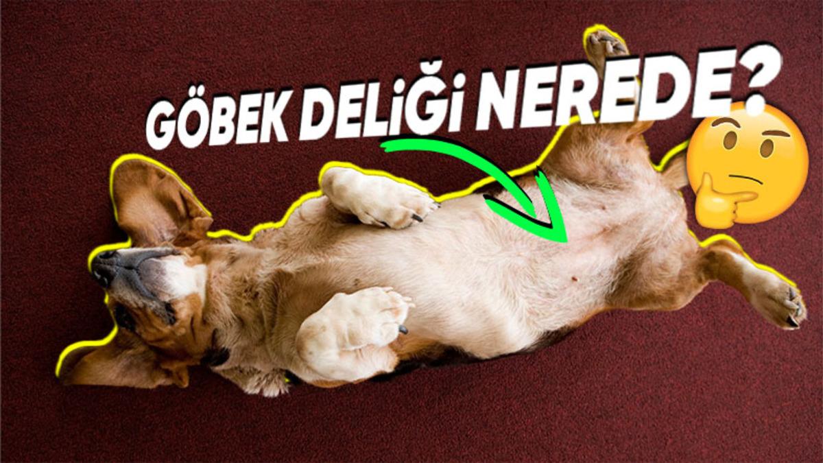 Tıpkı İnsanlarda Olduğu Gibi Hayvanlarda da Göbek Deliği Var mı? Varsa Neden Hiç Göremiyoruz?