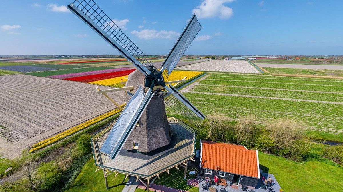 Hollanda’da Neden Çok Fazla Yel Değirmeni Var? Sadece Tahıl Öğütmek İçin Değil!