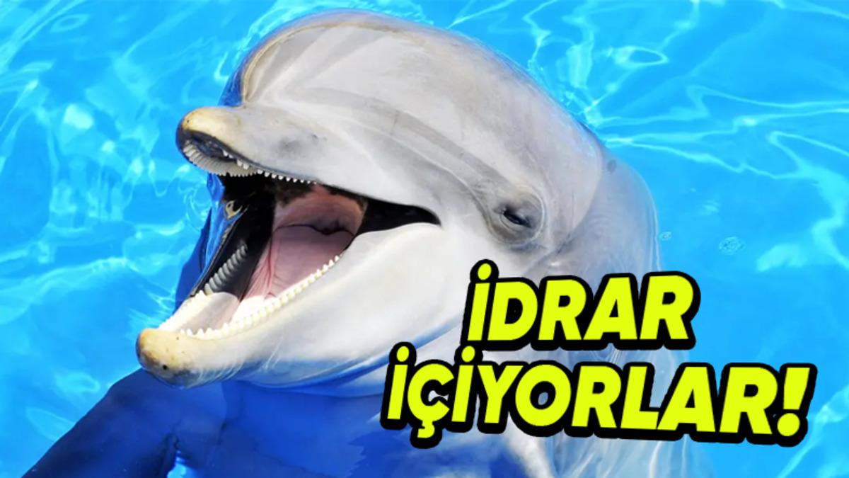 Yunusların Sık Sık Birbirlerinin İdrarını İçmelerinin Tuhaf Sebebi