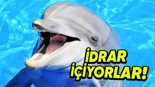 Yunusların Sık Sık Birbirlerinin İdrarını İçmelerinin Tuhaf Sebebi