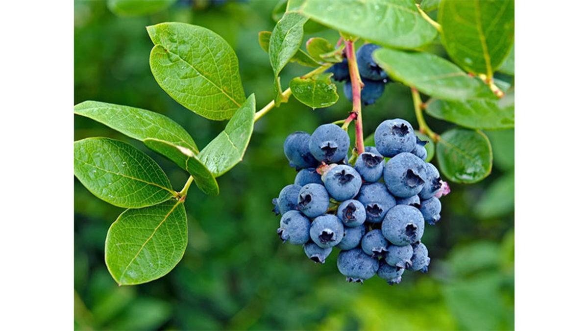 Mavi Renge Sahip Yaban Mersini Suyu Sıkıldığında Nasıl Oluyor da Mor Bir Renk Alıyor?